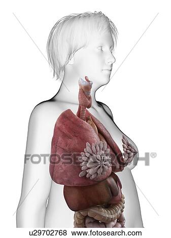 Stock Photo - Illustration of an obese woman's internal organs.. Fotosearch