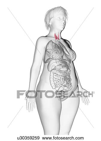 Stock Photo - Illustration of an obese woman's thyroid gland.. Fotosearch