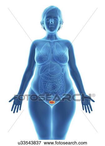 Stock Photo - Illustration of an obese woman's bladder.. Fotosearch