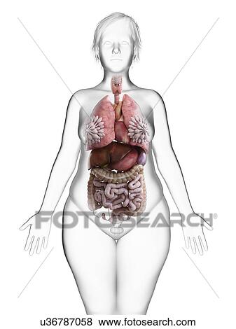 Stock Photo - Illustration of an obese woman's internal organs.. Fotosearch