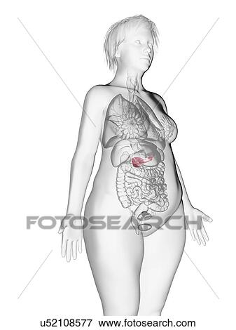 Illustration of an obese woman's pancreas. View Large Photo Image Stock Photo - Illustration of an obese woman's pancreas.. Fotosearch