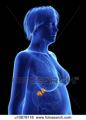 Stock Photograph - Illustration of an obese woman's adrenal glands.. Fotosearch