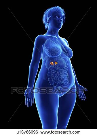 Stock Photograph - Illustration of an obese woman's adrenal glands.. Fotosearch
