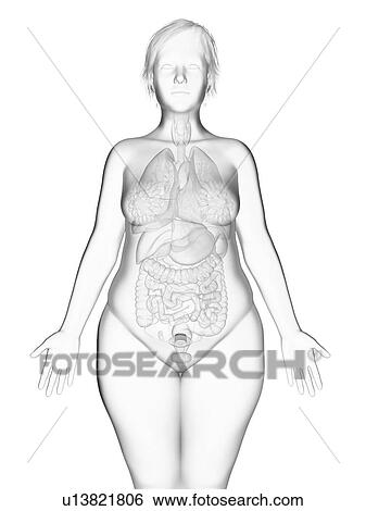 Stock Photograph - Illustration of an obese woman's internal organs.. Fotosearch