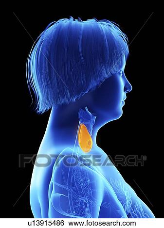Illustration of an obese woman's thyroid gland. View Large Photo Image Stock Photograph - Illustration of an obese woman's thyroid gland.. Fotosearch