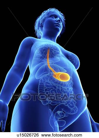 Stock Photograph - Illustration of an obese woman's stomach.. Fotosearch