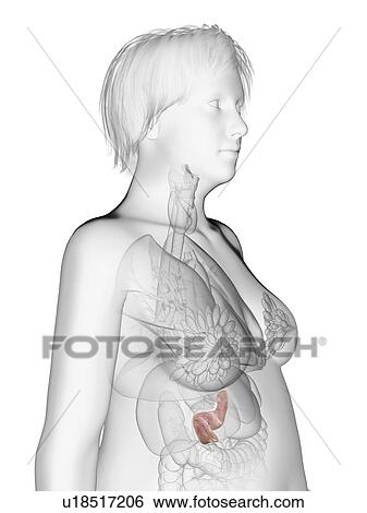 Illustration of an obese woman's pancreas. View Large Photo Image Stock Photograph - Illustration of an obese woman's pancreas.. Fotosearch