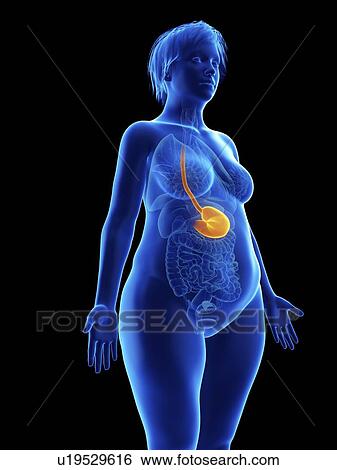 Stock Photograph - Illustration of an obese woman's stomach.. Fotosearch