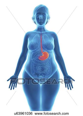 Stock Photograph - Illustration of an obese woman's stomach.. Fotosearch