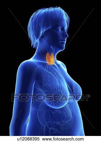 Stock Photography - Illustration of an obese woman's thyroid gland.. Fotosearch