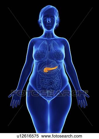 Stock Photography - Illustration of an obese woman's pancreas.. Fotosearch