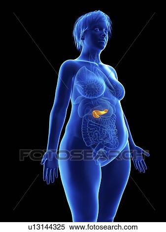 Illustration of an obese woman's pancreas. View Large Photo Image Stock Photography - Illustration of an obese woman's pancreas.. Fotosearch