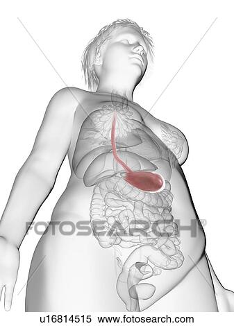 Stock Photography - Illustration of an obese woman's stomach.. Fotosearch