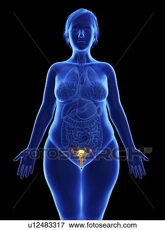 Illustration of an obese woman's uterus. View Large Photo Image Stock Photo - Illustration of an obese woman's uterus.. Fotosearch