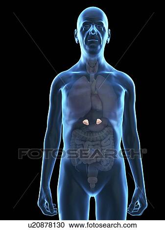 Stock Image - Illustration of an old man's adrenal glands.. Fotosearch
