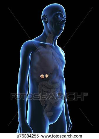 Stock Photography - Illustration of an old man's adrenal glands.. Fotosearch