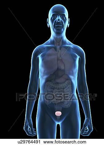 Stock Image - Illustration of an old man's bladder.. Fotosearch