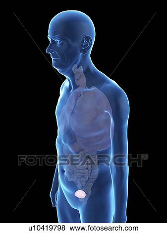 Stock Photo - Illustration of an old man's bladder.. Fotosearch