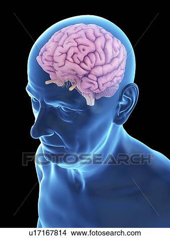 Picture - Illustration of an old man's brain.. Fotosearch