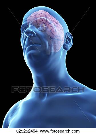 Picture - Illustration of an old man's brain.. Fotosearch