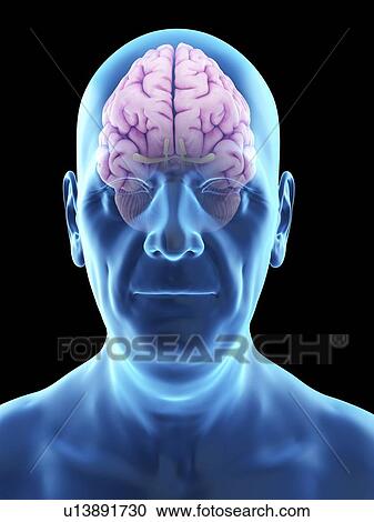 Illustration of an old man's brain. View Large Photo Image Stock Image - Illustration of an old man's brain.. Fotosearch