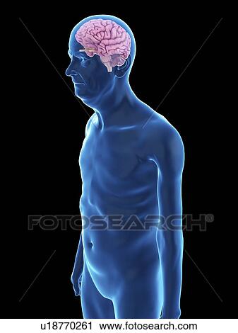 Stock Image - Illustration of an old man's brain.. Fotosearch