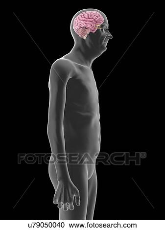 Stock Image - Illustration of an old man's brain.. Fotosearch