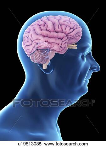Illustration of an old man's brain. View Large Photo Image Stock Photography - Illustration of an old man's brain.. Fotosearch