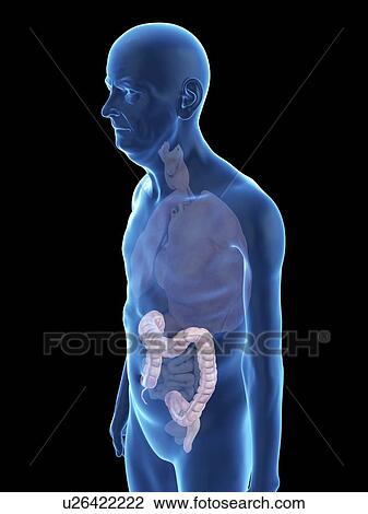 Illustration of an old man's colon. View Large Photo Image Stock Image - Illustration of an old man's colon.. Fotosearch