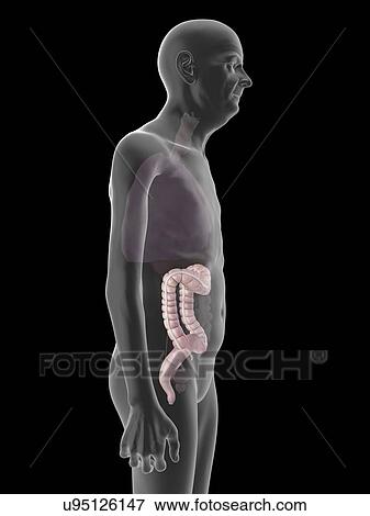 Stock Photo - Illustration of an old man's colon.. Fotosearch