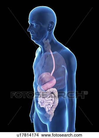 Picture - Illustration of an old man's digestive system.. Fotosearch