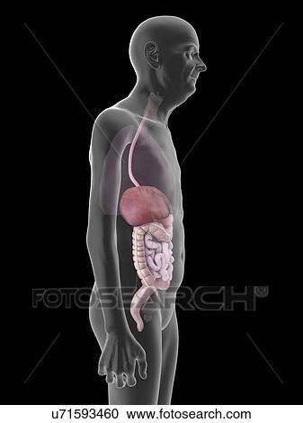 Illustration of an old man's digestive system. View Large Photo Image Stock Image - Illustration of an old man's digestive system.. Fotosearch
