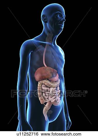 Illustration of an old man's digestive system. View Large Photo Image Stock Photograph - Illustration of an old man's digestive system.. Fotosearch