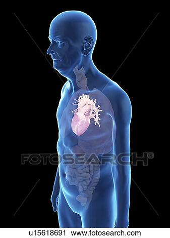 Stock Image - Illustration of an old man's heart.. Fotosearch