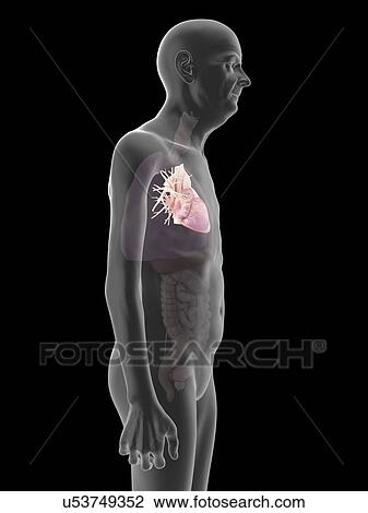 Illustration of an old man's heart. View Large Photo Image Stock Image - Illustration of an old man's heart.. Fotosearch