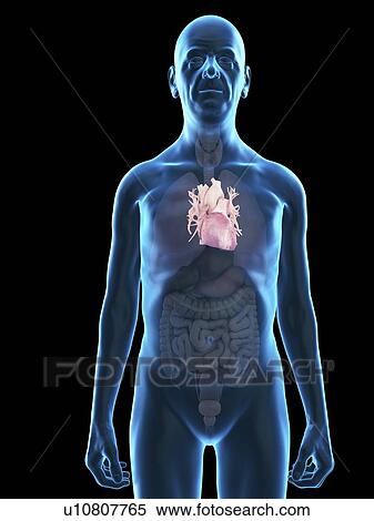 Stock Photography - Illustration of an old man's heart.. Fotosearch