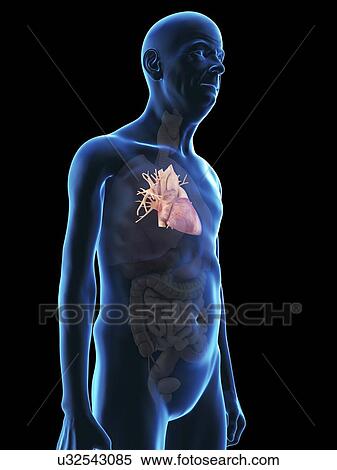 Illustration of an old man's heart. View Large Photo Image Stock Photography - Illustration of an old man's heart.. Fotosearch