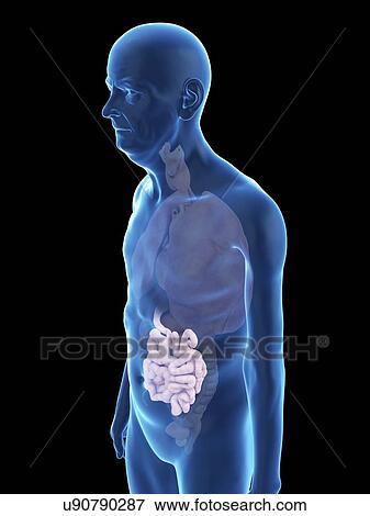 Stock Photo - Illustration of an old man's intestine.. Fotosearch