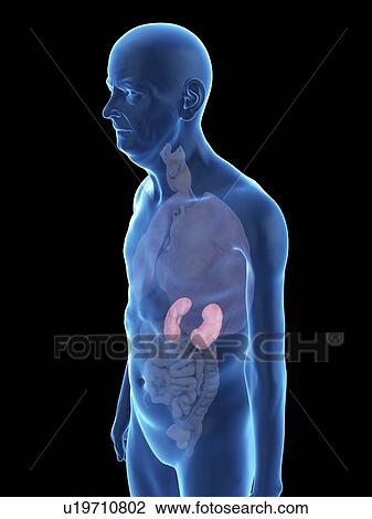 Stock Image - Illustration of an old man's kidney.. Fotosearch