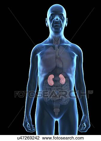 Stock Image - Illustration of an old man's kidneys.. Fotosearch