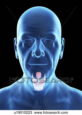 Illustration of an old man's larynx. View Large Photo Image Stock Image - Illustration of an old man's larynx.. Fotosearch