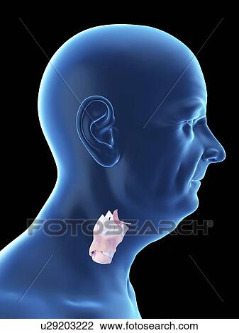 Stock Image - Illustration of an old man's larynx.. Fotosearch