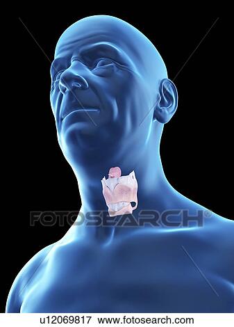 Illustration of an old man's larynx. View Large Photo Image Stock Photo - Illustration of an old man's larynx.. Fotosearch