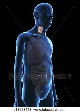 Illustration of an old man's larynx. View Large Photo Image Stock Photo - Illustration of an old man's larynx.. Fotosearch