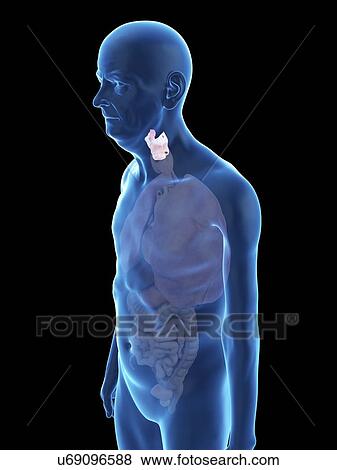 Stock Photo - Illustration of an old man's larynx.. Fotosearch