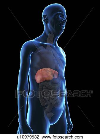 Stock Image - Illustration of an old man's liver.. Fotosearch
