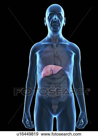 Stock Photo - Illustration of an old man's liver.. Fotosearch