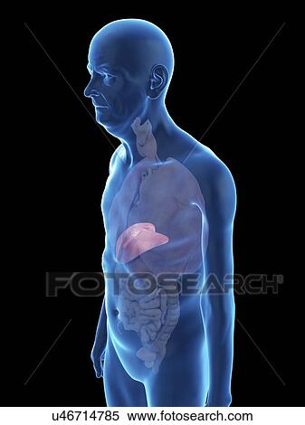 Stock Photography - Illustration of an old man's liver.. Fotosearch