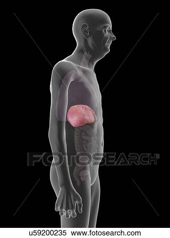 Stock Photography - Illustration of an old man's liver.. Fotosearch