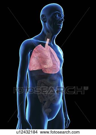 Illustration of an old man's lung. View Large Photo Image Picture - Illustration of an old man's lung.. Fotosearch